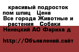 красивый подросток пом шпиц › Цена ­ 30 000 - Все города Животные и растения » Собаки   . Ненецкий АО,Фариха д.